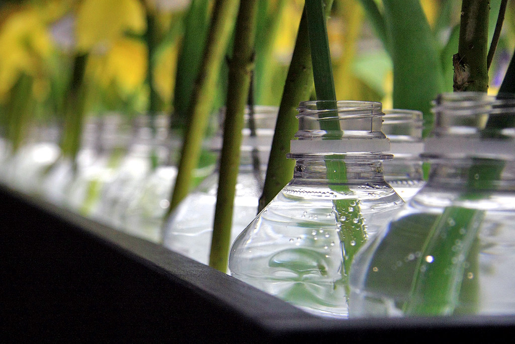 plants growing in water bottles... damonabnormal Flickr