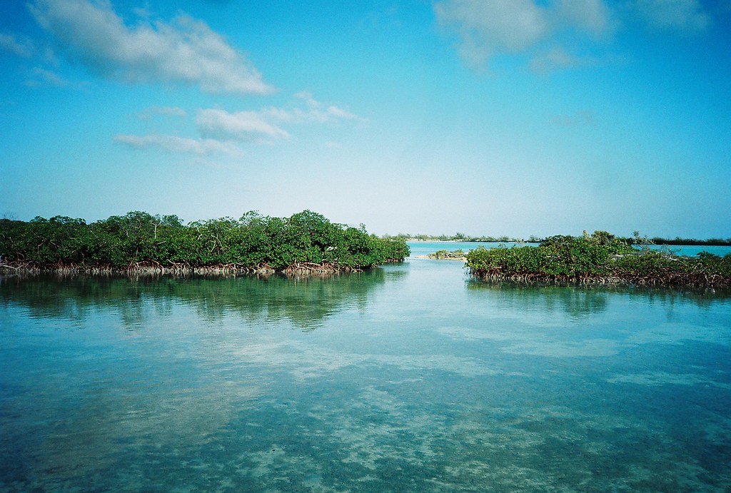 Bahama Mangrove Flats Joseph Rammell Flickr