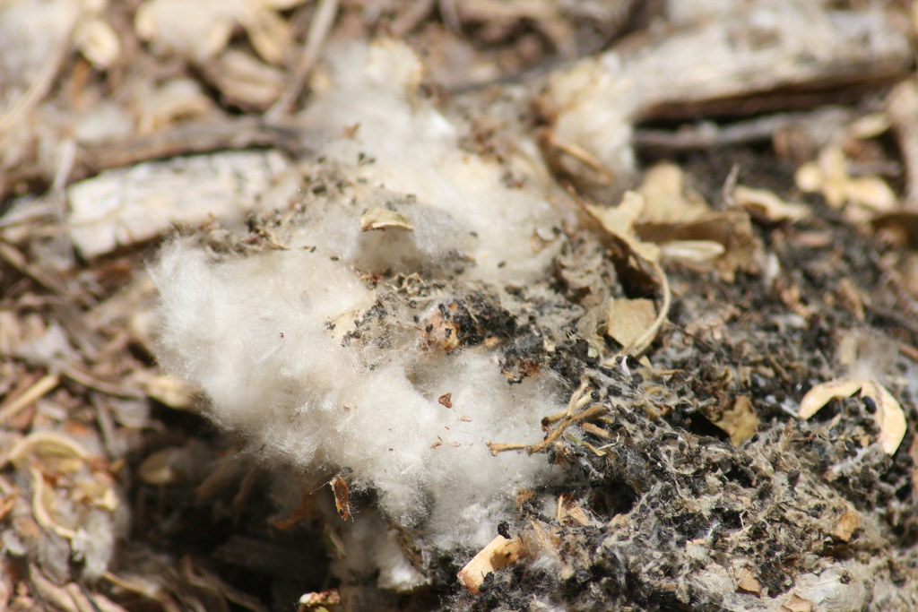 Nature's cotton ball Quinn Dombrowski Flickr