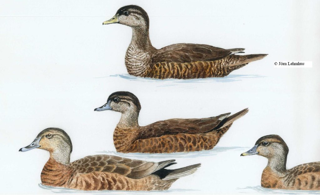 Wood duck x Mallard female variability Joern Lehmhus Flickr