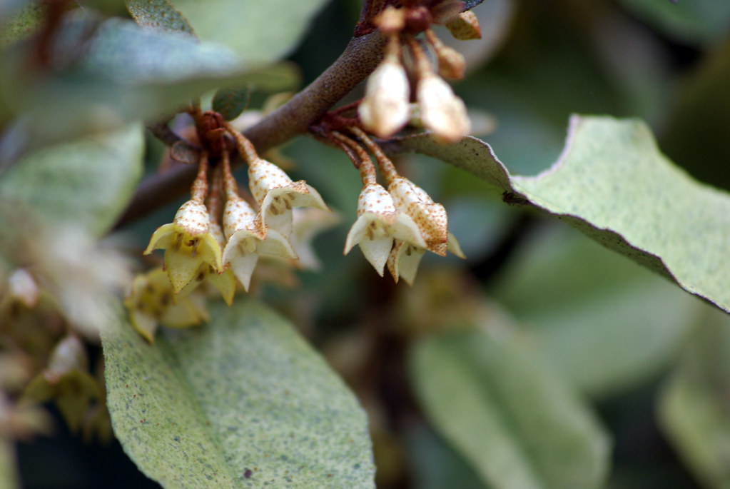 Russian Olive / Autumn Olive ? Smells sooooo good. Note to… Flickr