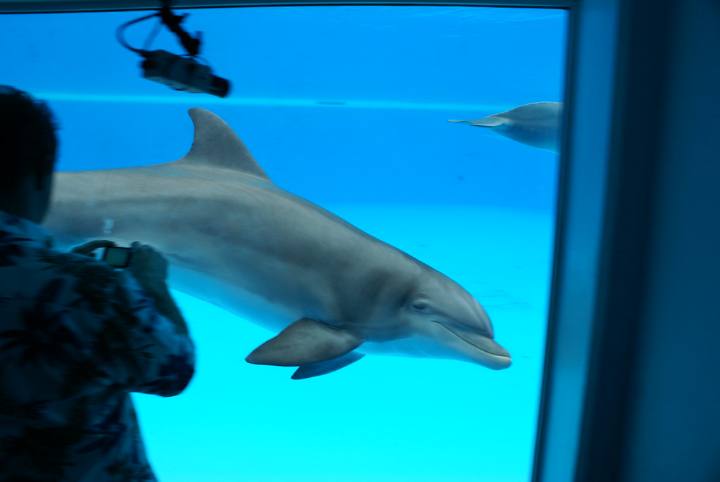 Siegfried & Roy’s Secret Garden and Dolphin Habitat Flickr