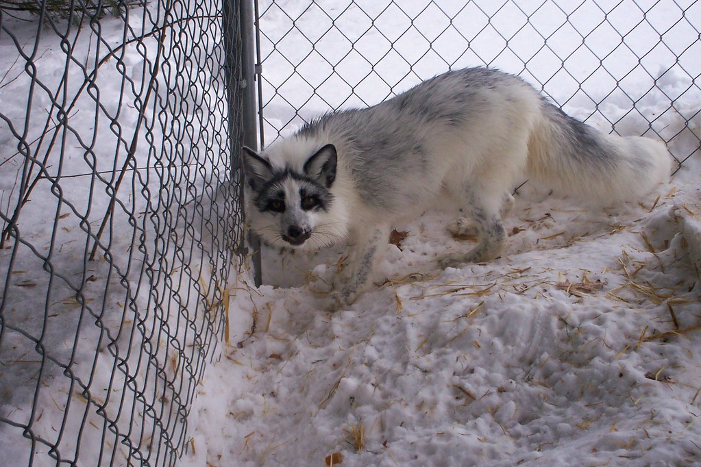 shadow Shadow the arctic marble fox hiding his holiday