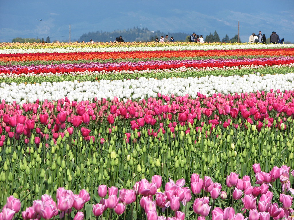Tulip Festival 2007 Seattle Tulip Festival 2007 Seattl… Flickr