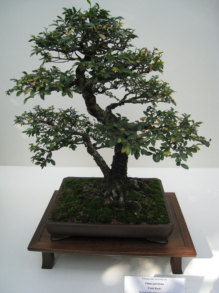 Cork Bark Chinese Elm, lacebark elm Ulmus parvifolia Moyog… Flickr