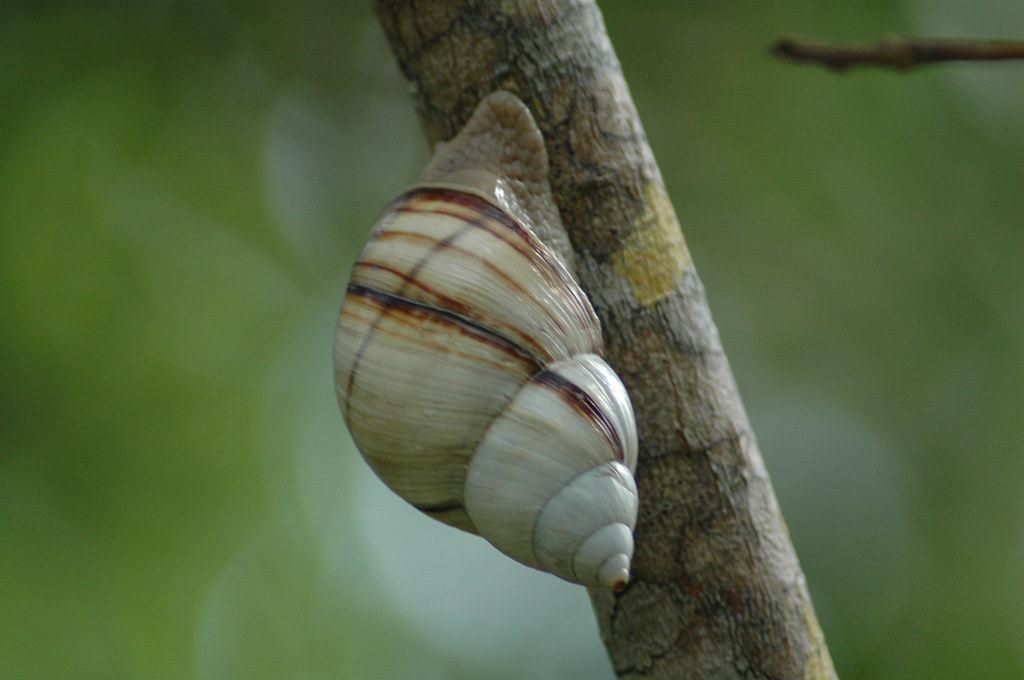 Tree Snail, Florida Banded Tree Snail. Florida Keys. © All… Flickr