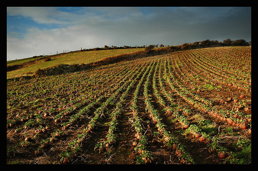 Turnip Field St Bees, Cumbria, England field of turnips i… Flickr