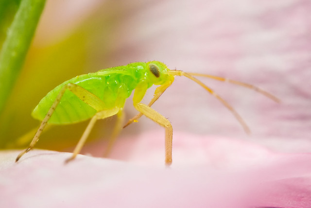 Green Plant Bug a photo on Flickriver