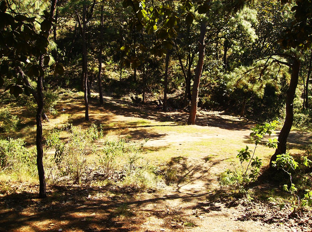 Bosque de la Primavera, Guadalajara, Jalisco alejandropal… Flickr