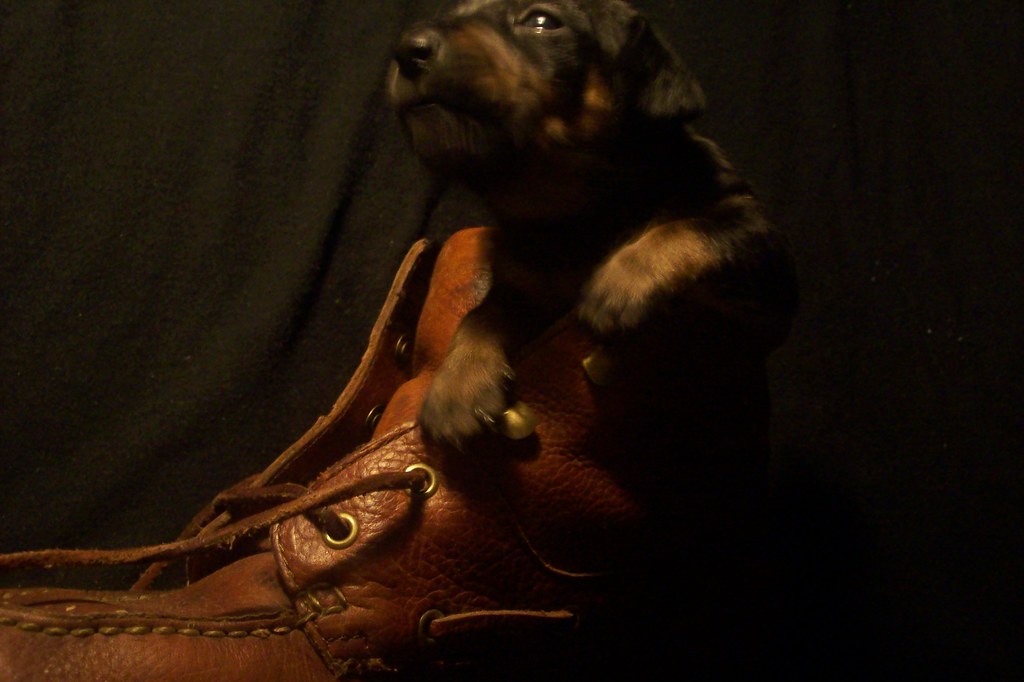 toy rat doxie puppy in a boot blueeyed_texasangel10 Flickr