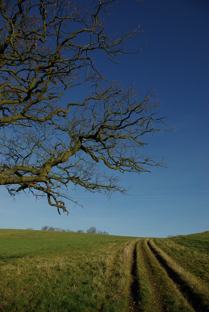 Tree and Byway Taken near Winwick Lodge, Winwick, Northant… Steven