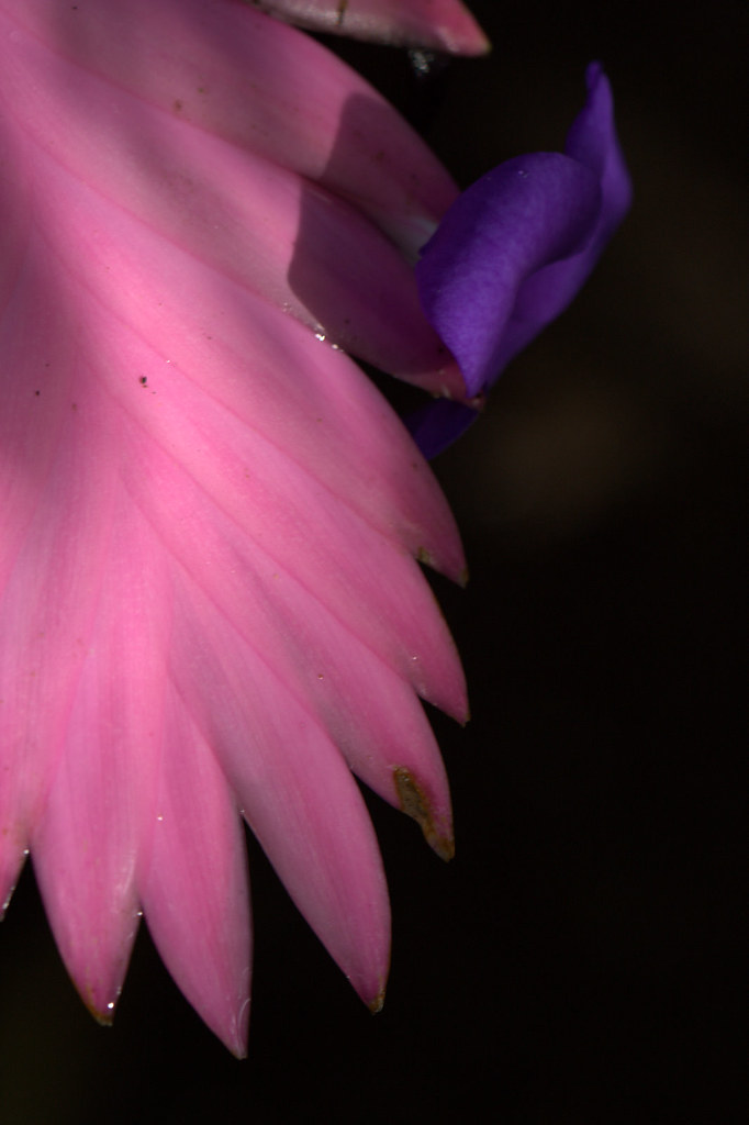bromeliad bromeliad. the flowers smell like cinnamon and c… Flickr
