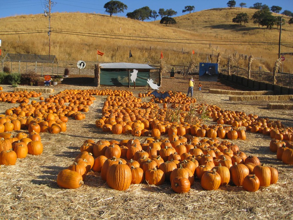 Clayton Valley Pumpkin Farm & Christmas Trees It's PUMPKIN TIME!! Clayton Valley Pumpkin Farm & Christma… pengrin