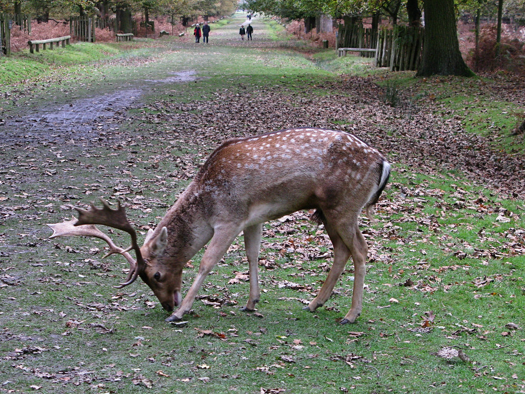 Dunham Massey The deer park MariaH Flickr