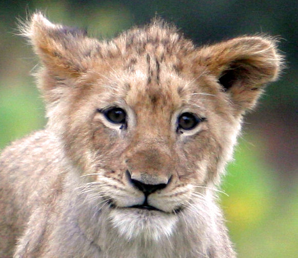 Lion cub Nyack had a very rough start to his life. Born on… Flickr