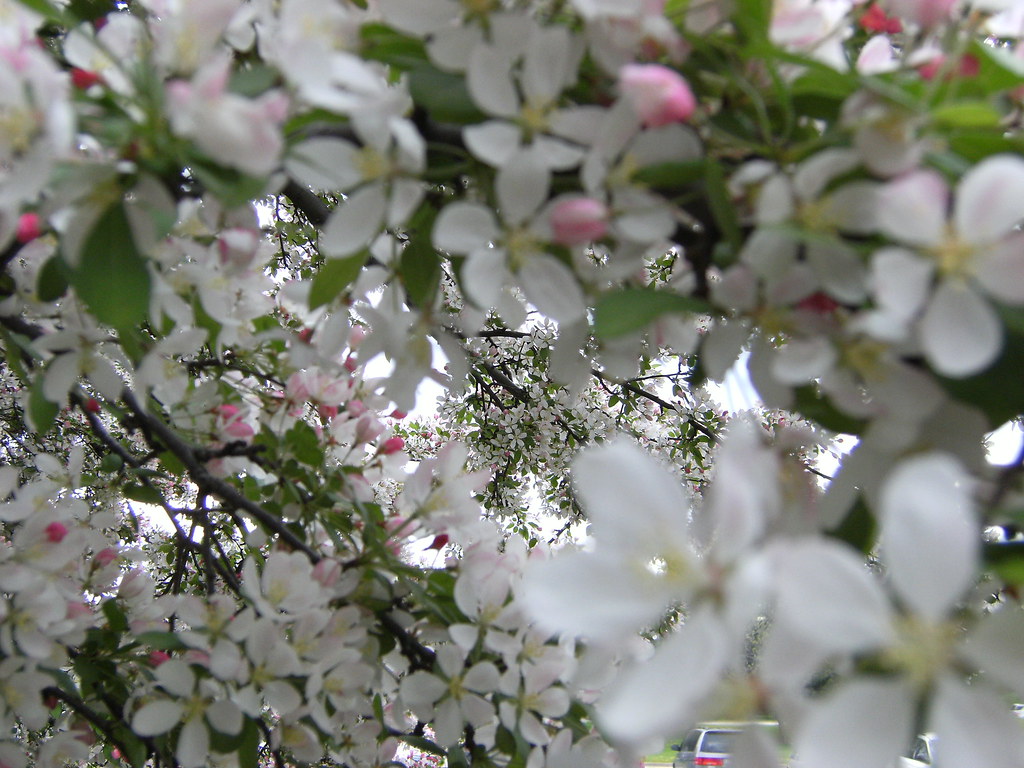 flower vision There is only so many times you can walk by … Flickr