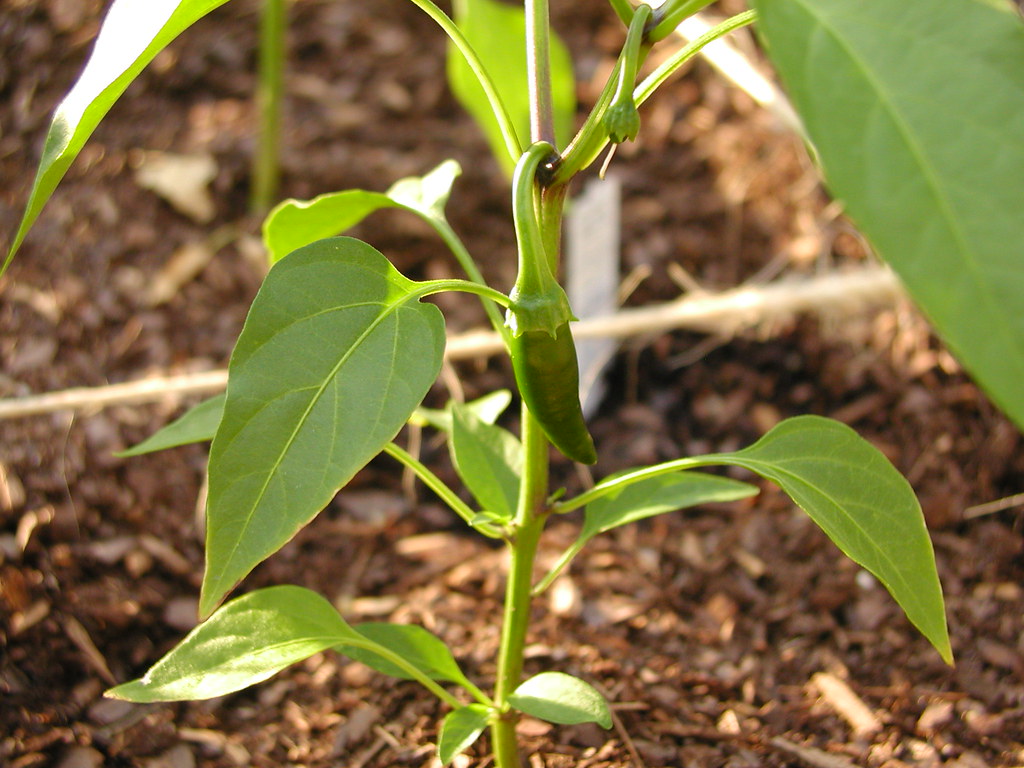 First Sprout A Jalapeño pepper... the first sprout from ou… Flickr
