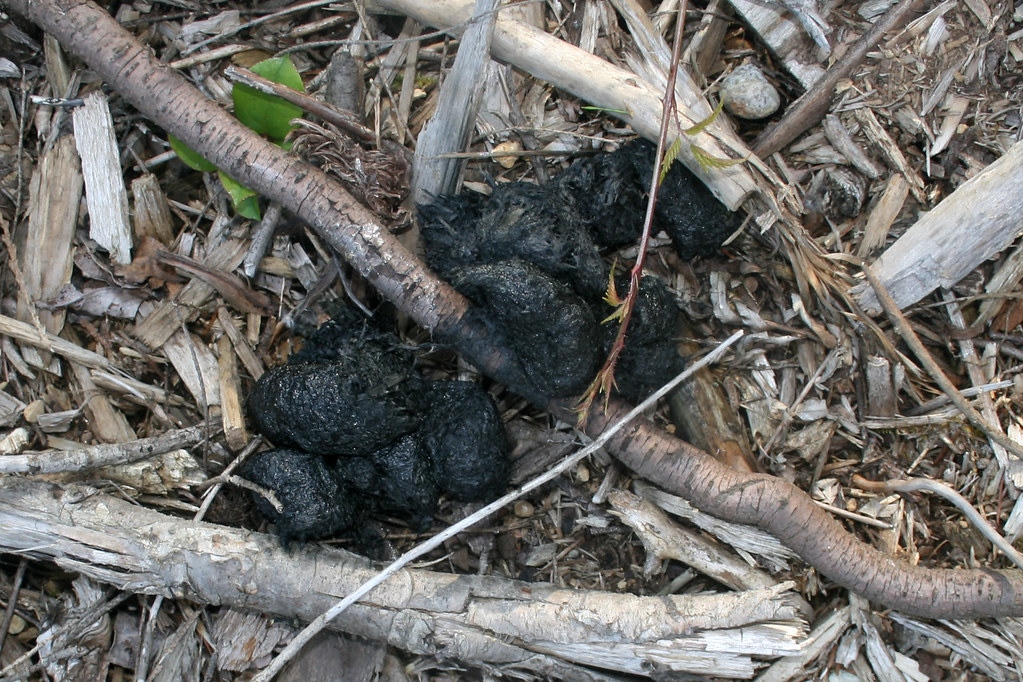 bear scat Watch For The Signs How can you tell if bears… Flickr