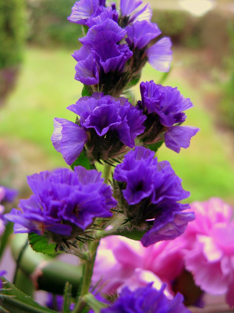 Flowers in Dad's garden. status flowers, thank you Karla Flickr