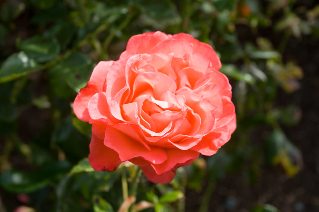 Voodoo Rose V The voodoo rose, at Victoria, BC's Rose Gard… Jeff