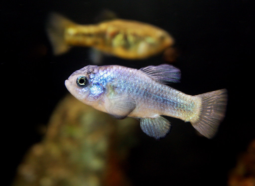 Desert Pupfish* Cyprinodon macularius (Cyprinodontidae) Ki… Flickr