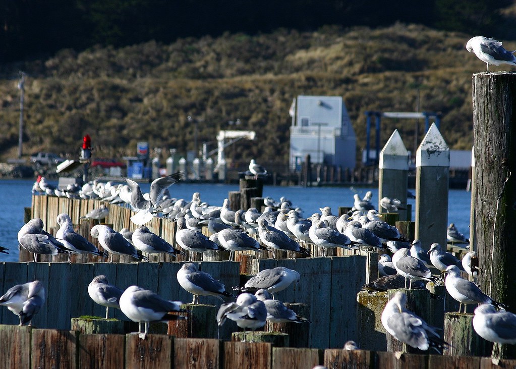 "The Birds" of Bodega Bay "The Birds" of Bodega Bay. I jus… Flickr