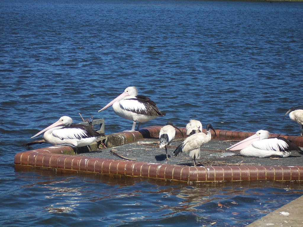 birds from "Finding Nemo" cartoon!! cripsilon Flickr