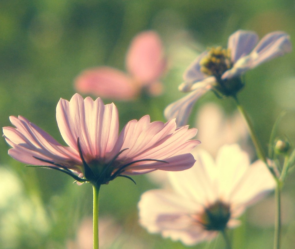 I say love it is a flower and you it's only seed!..... Flickr