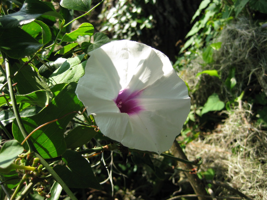 Morning glory next to Mehrhof Morning Glory, Ipomoea spp. … Flickr