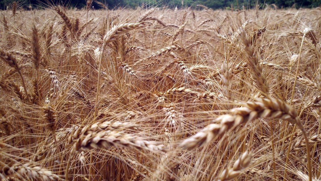 Elevation of Powellton, VA, USA Topographic Map Altitude Map