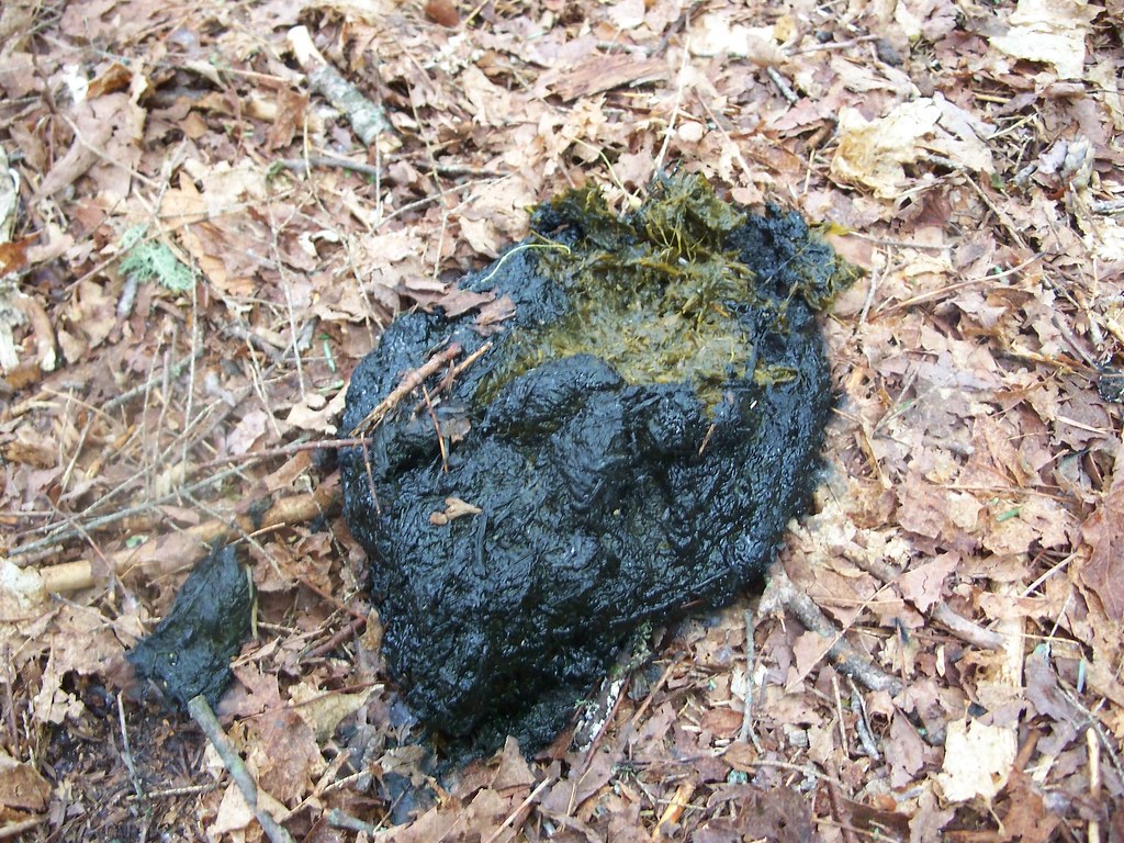 bear poop In the world of a naturalist, we call poop, scat… Flickr