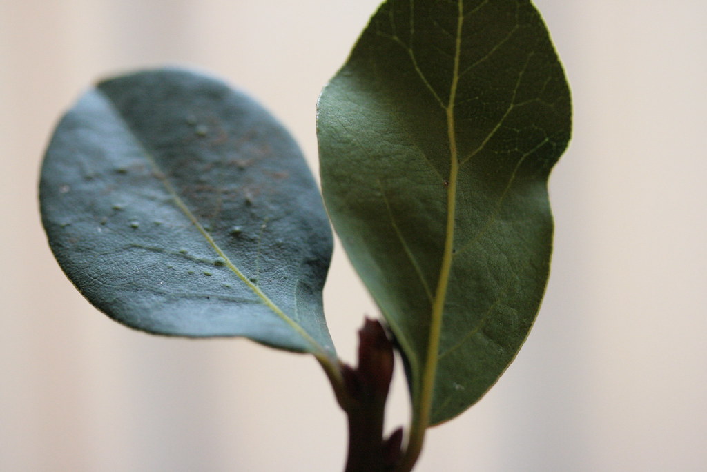 Bay Leaves I chose to use fresh bay leaves instead of the … Flickr