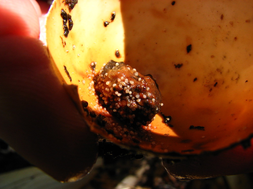Worm Eggs? I found this grouping of eggs inside of an egg … Flickr