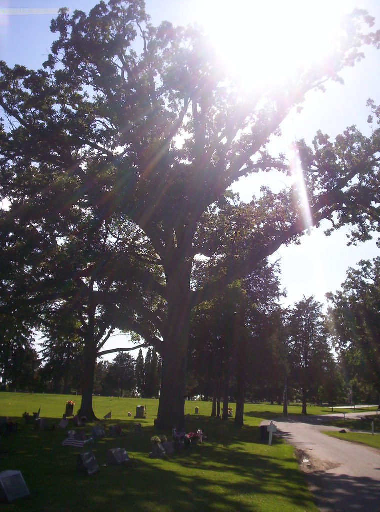 Big Tree Tree at Oakdale Cemetery in Urbana, Ohio. Holly Flickr