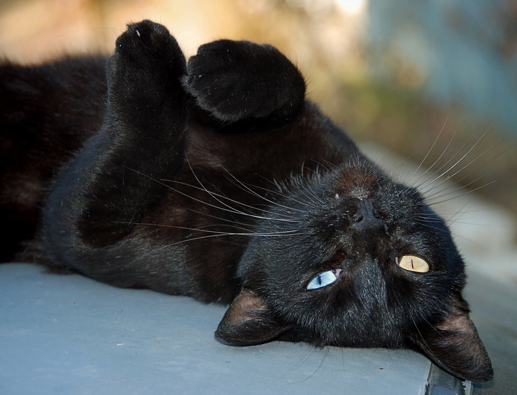 OddEyed Black Cat Chris Yarzab Flickr