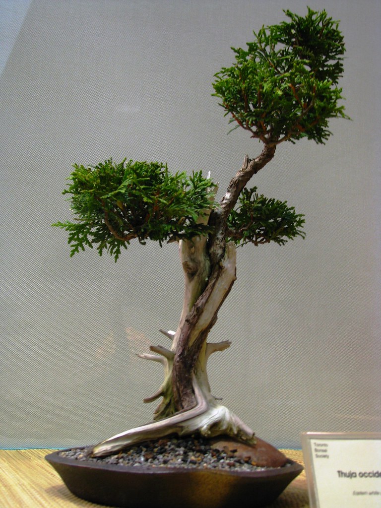 Eastern White Cedar, Bonsai Show, Toronto Botanical Garden… Flickr