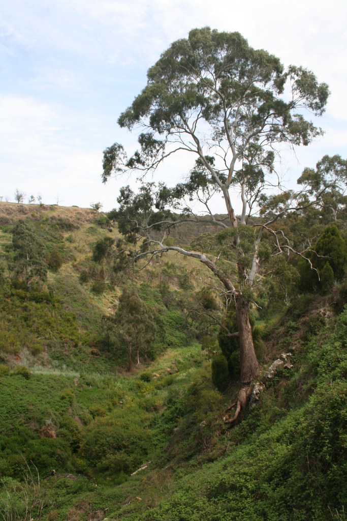 20081030_1443 Yellowbox Tree Large Yellow Box tree (Eucal… Flickr