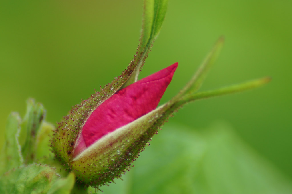 Rosebud Do you know where the wild roses grow So sweet and… Flickr