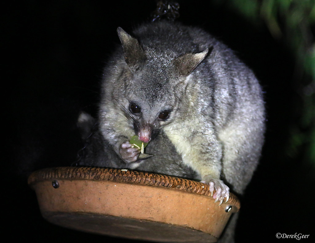 Brushtail Possum Eating grapes from a bird feeder at Yelve… Flickr