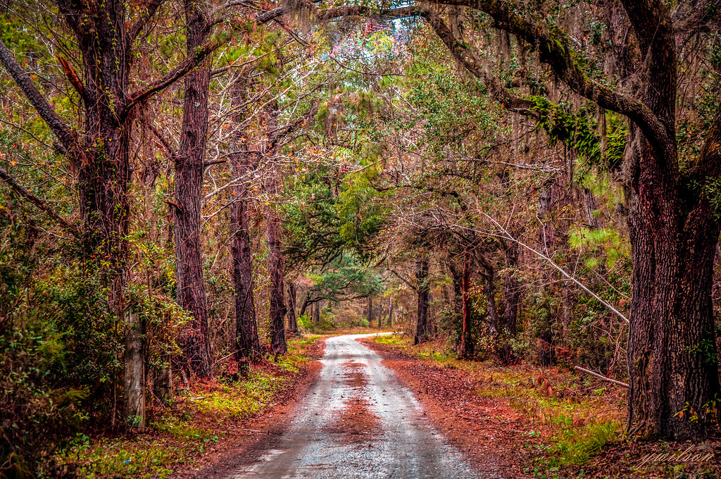 Old Dirt Road McClellanville SC Yvette Wilson Flickr