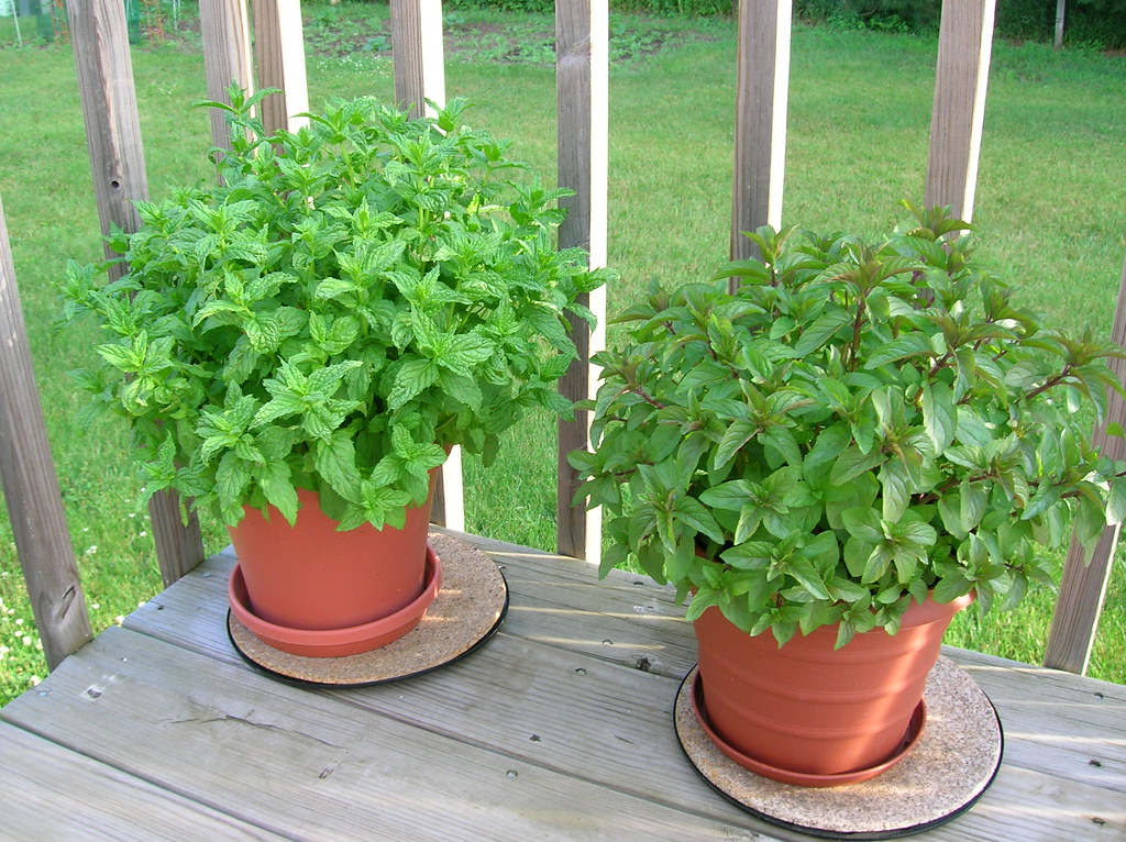 Pots of Mint I've heard stories how mint will over run a g… Flickr