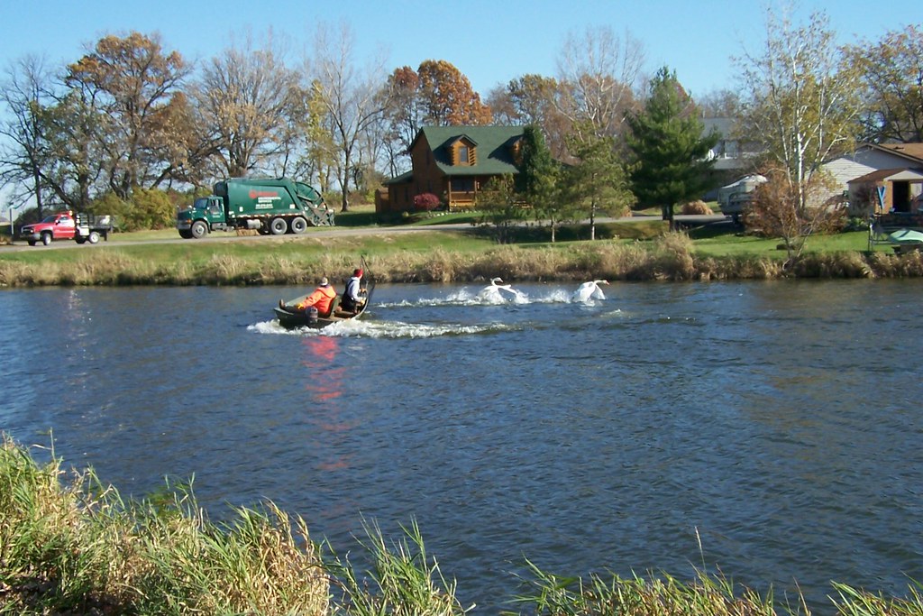100_1387 Step 1. Round up the Swans. CandlewickLake pictures Flickr