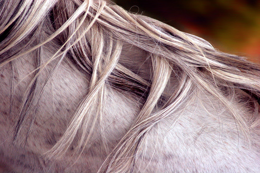 horse(hair horse) 2 ahmad shakerin Flickr