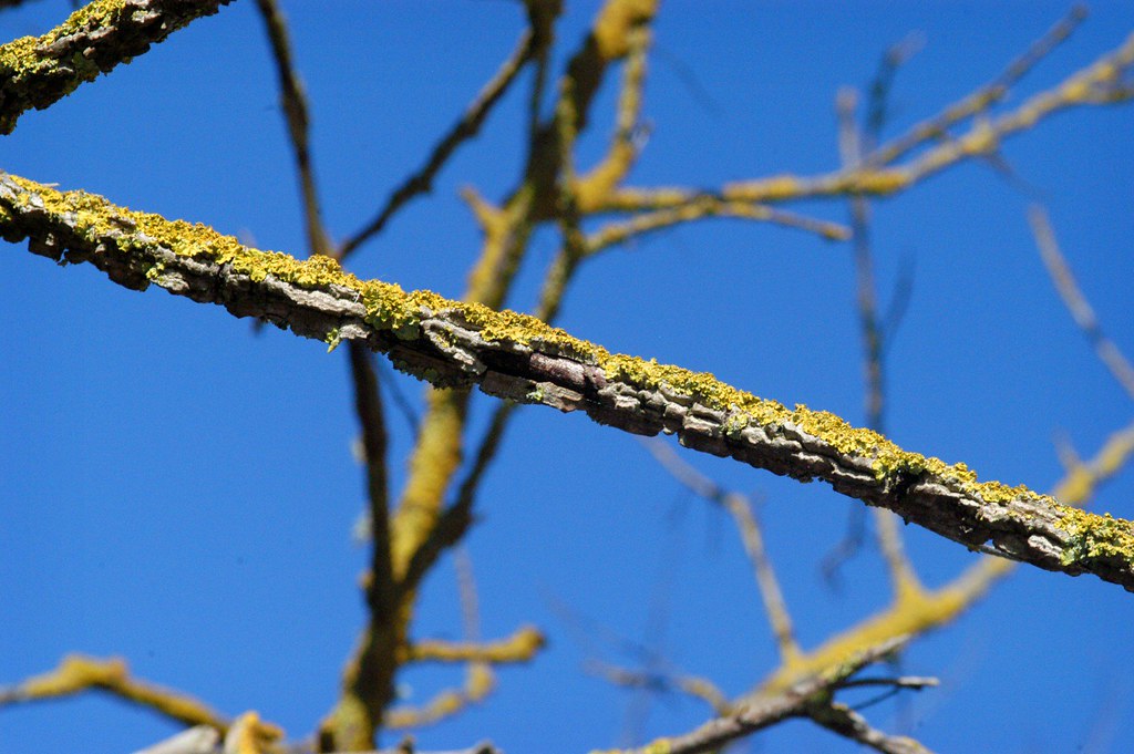 Moss on a Twig Dorset Moss grows on a twig in Dorset E… Flickr