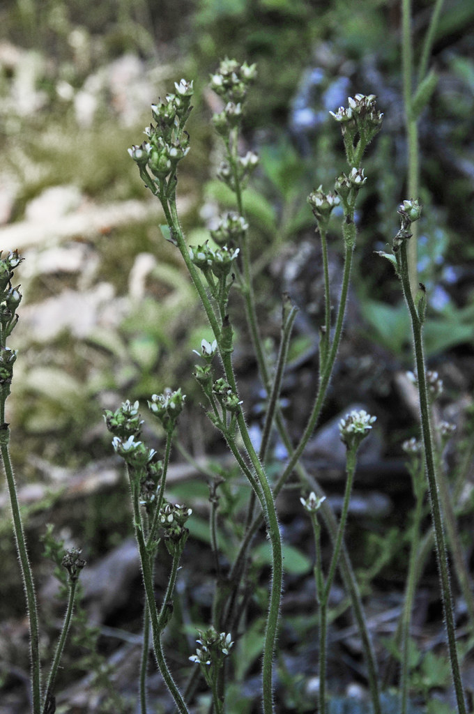 Fjällbräcka3 Thomas Gunnarsson Flickr