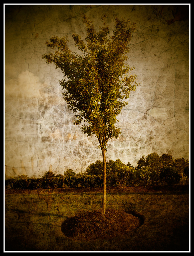the tree stands alone. A.J. Flickr