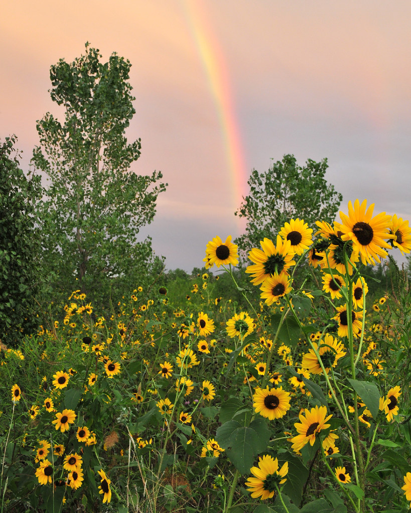 Rainbow Sunflowers We finally got out from four days of tr… Flickr