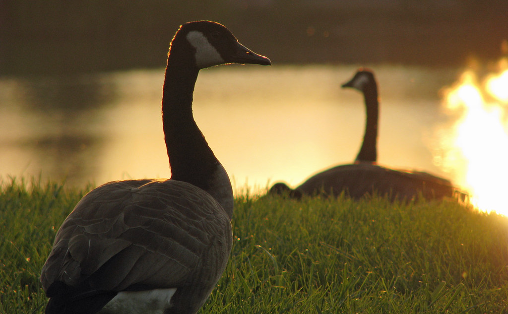 Canada geese at sunset Swan Harbour Lake in Northville, MI… Flickr