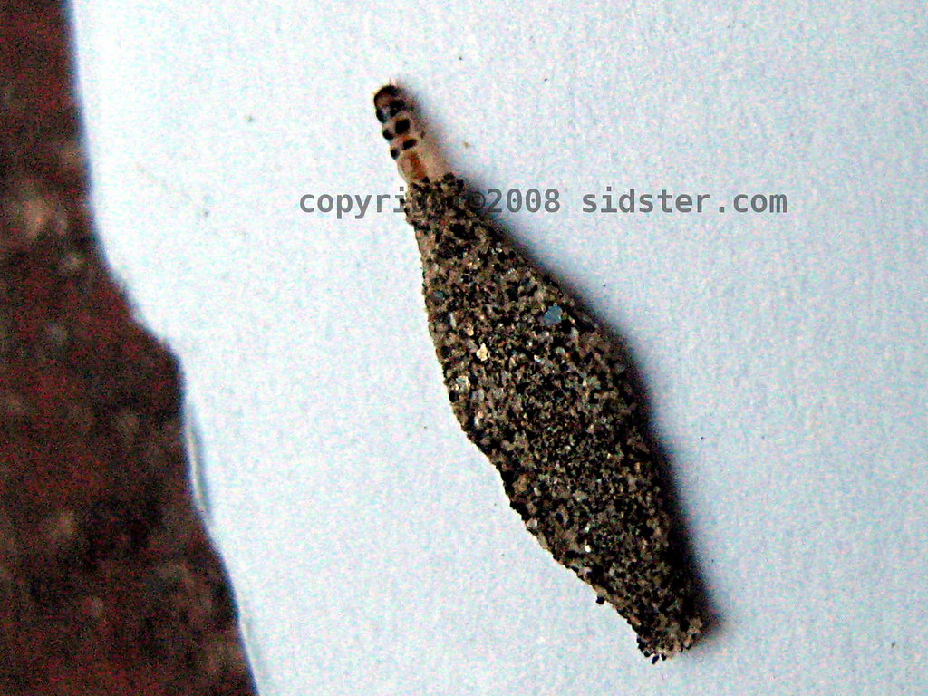 case bearing moth [4317] Strange looking shell. I wonder i… Flickr