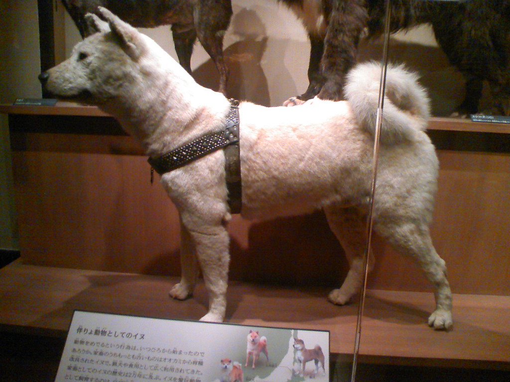 Hachiko! Faithful dog Hachiko, in the National Museum of N… Flickr